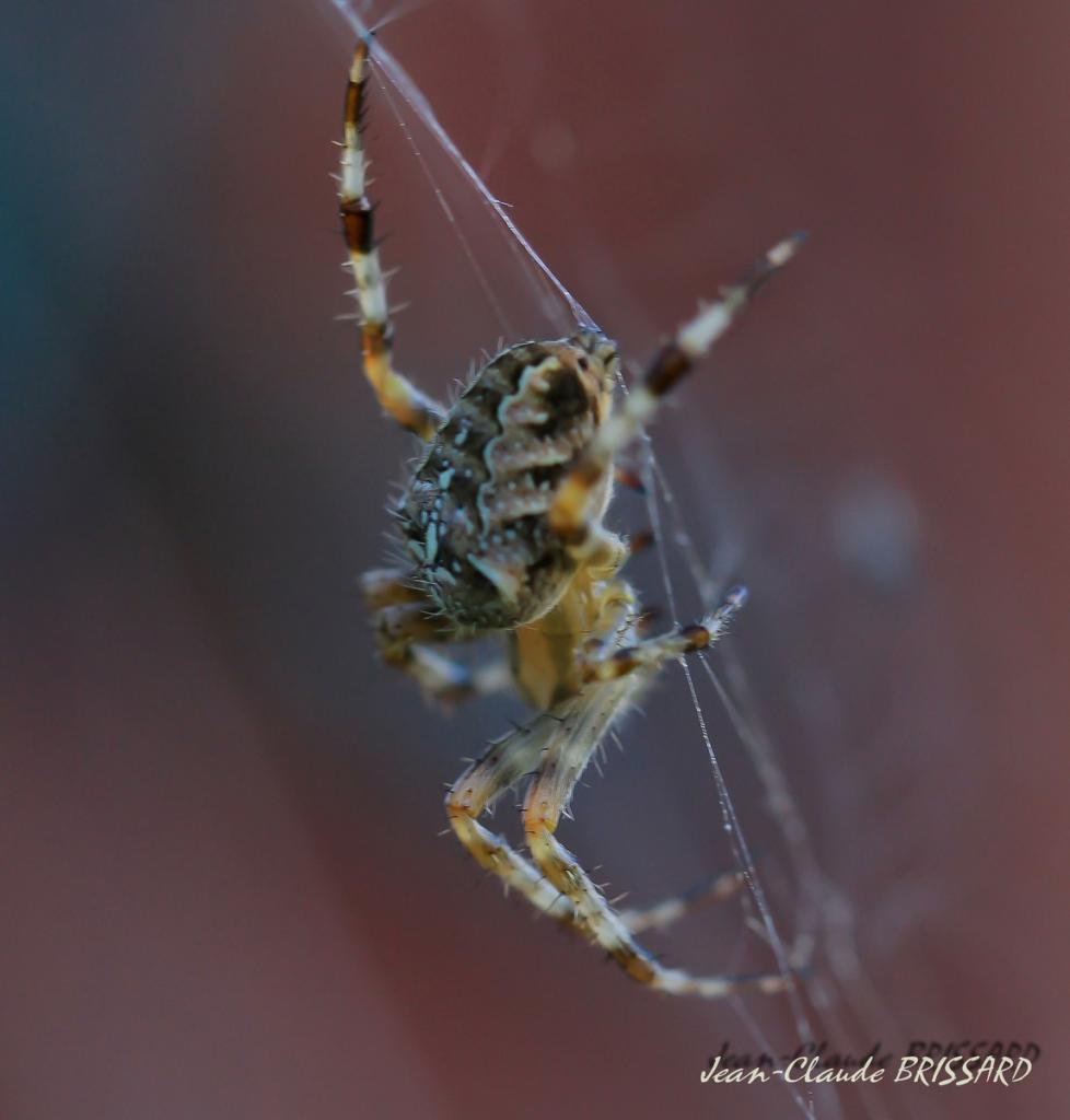 Araignée