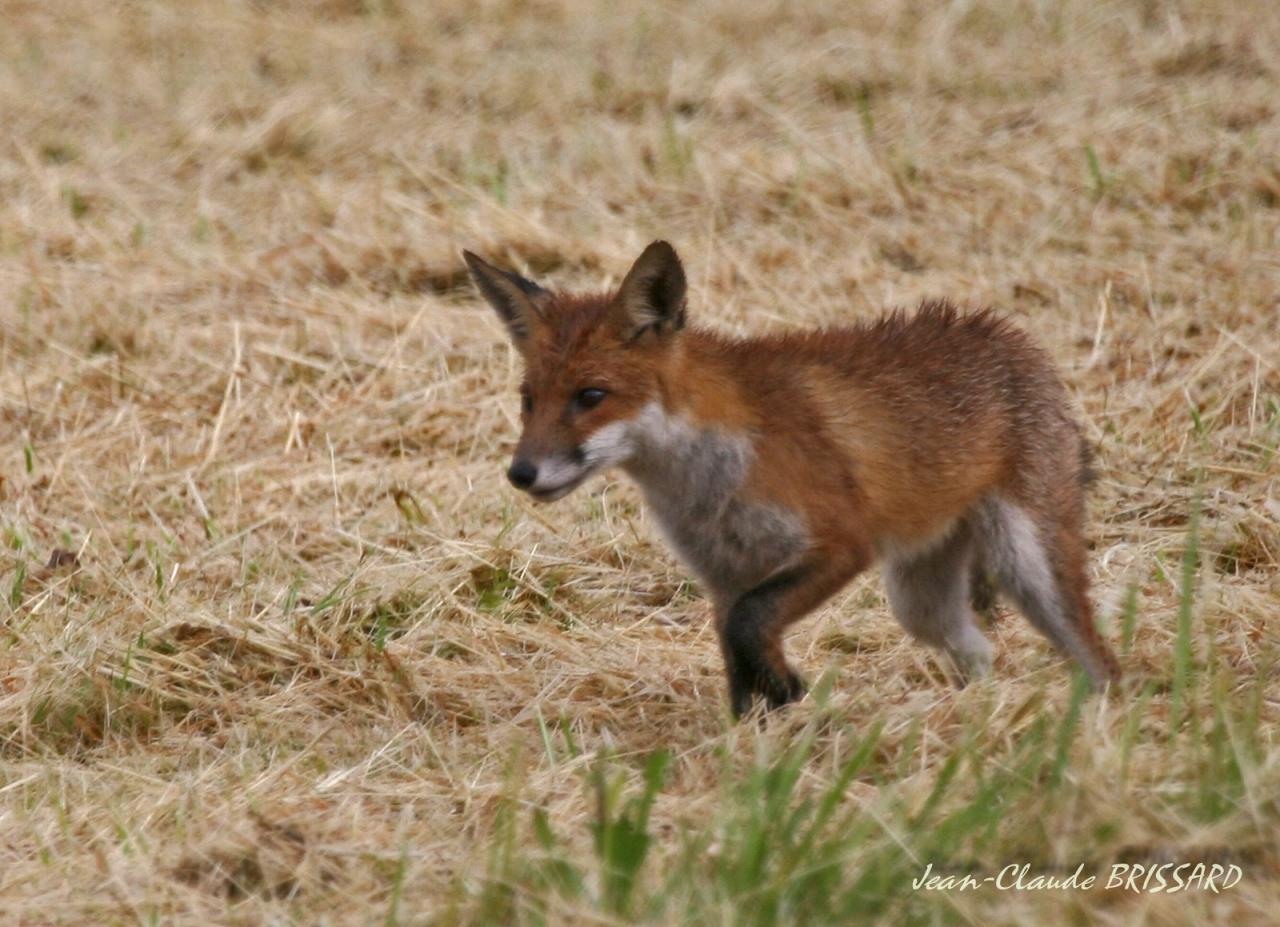 Jeune renard