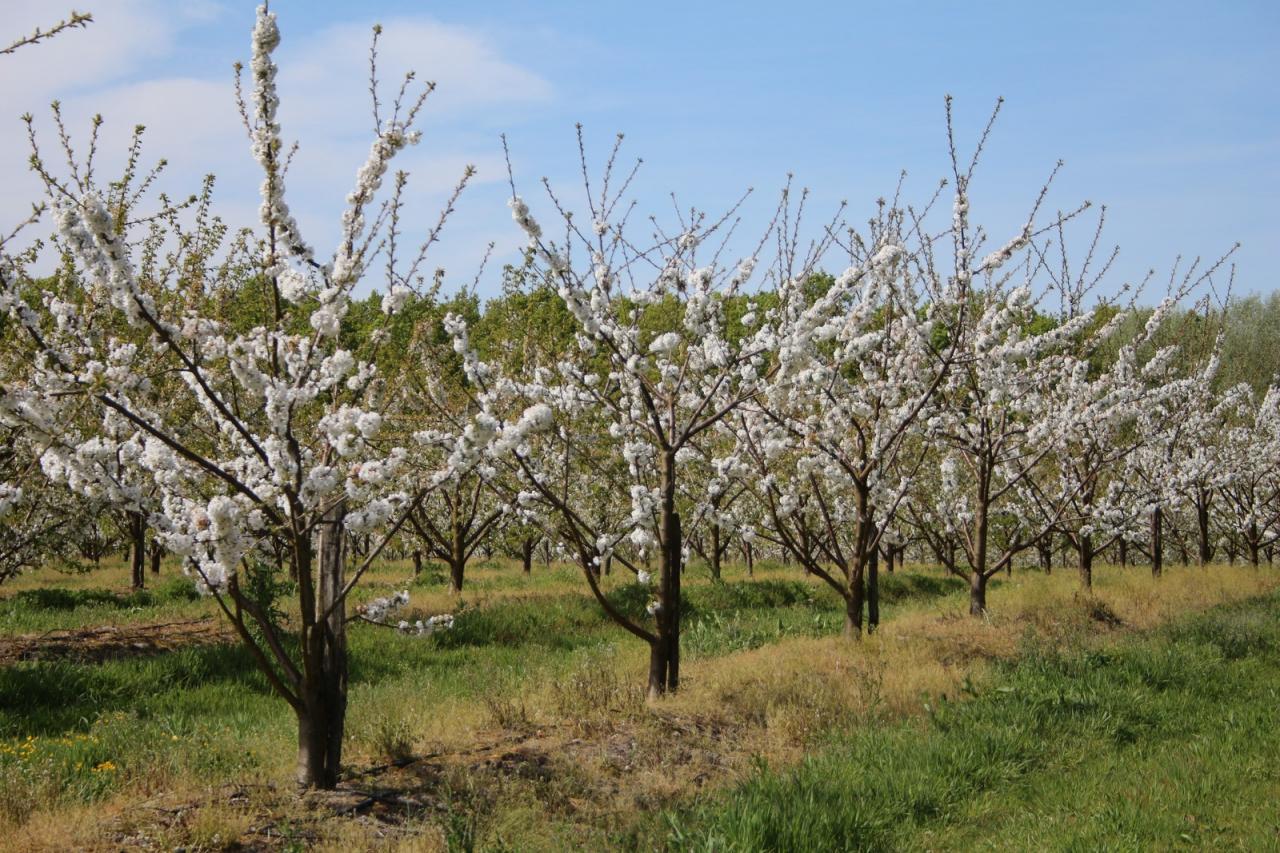 Arbres fruitiers en fleurs