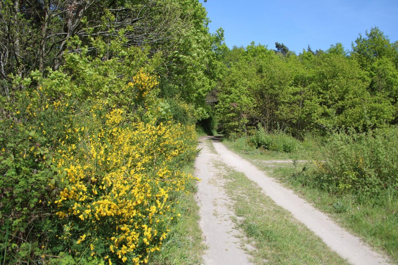 Genêts en fleurs