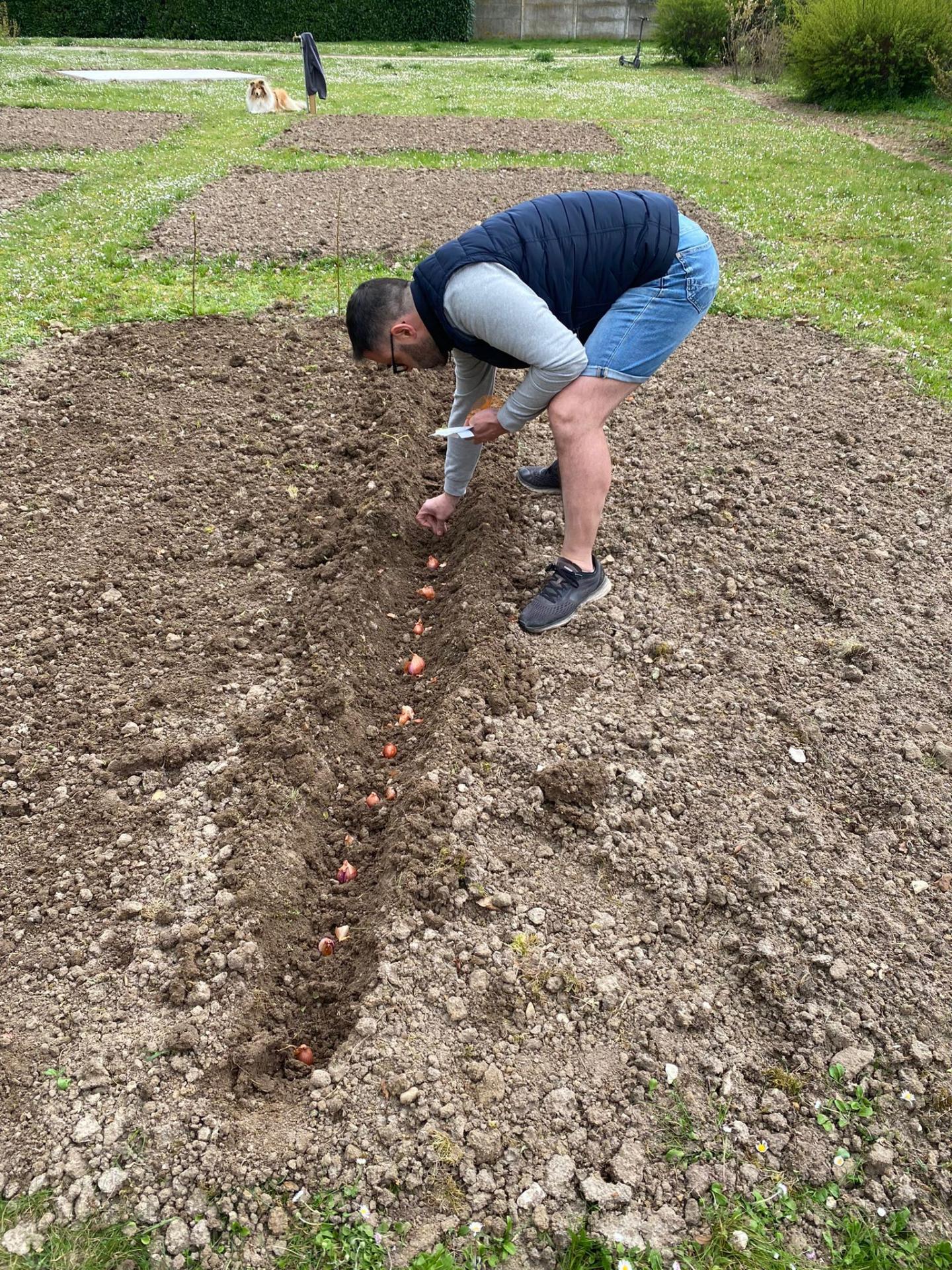 Plantage des oignons